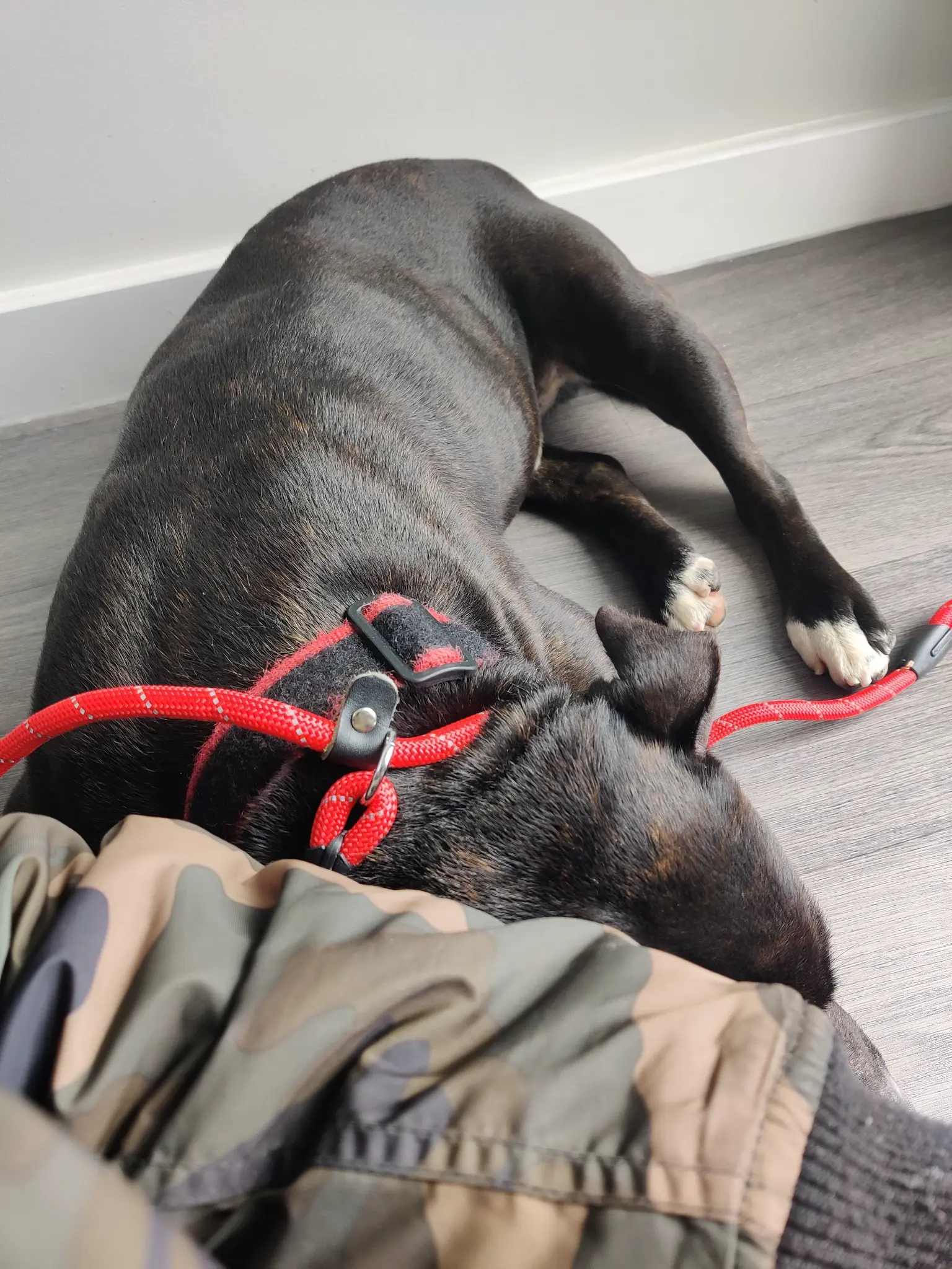 Dog resting calmly — regulated and reliable